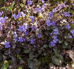 violettes du Labrador, Ophalen, Lente, Vaste plant, Overige soorten
