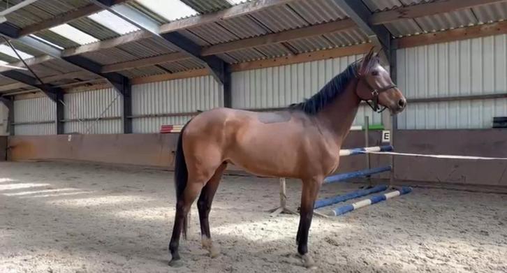 3 jarige spring ruin, Dieren en Toebehoren, Paarden, Ruin, Onbeleerd, 160 tot 165 cm, 3 tot 6 jaar, Springpaard, Met stamboom