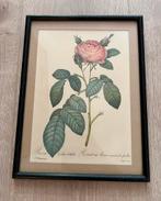 Tekening roos met kader, Antiek en Kunst, Ophalen