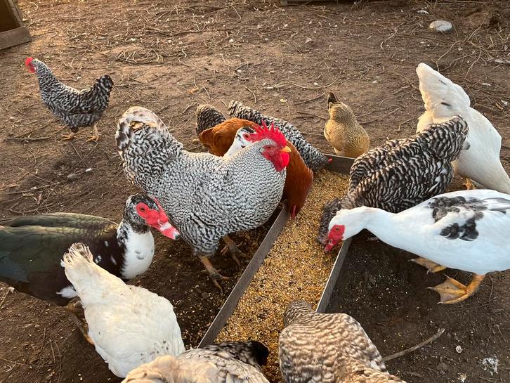 Verschillende leg en sierkippen, Dieren en Toebehoren, Pluimvee, Kip, Meerdere dieren