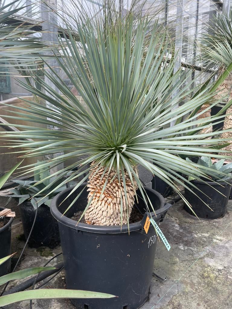 Yucca Rostrata, Tuin en Terras, Planten | Bomen, Lente, Minder dan 100 cm, Palmboom, Ophalen
