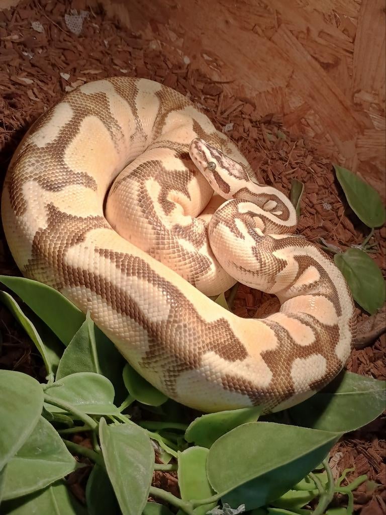 Ball python vrouw prijs inclusief terrarium, ook los te koop, Serpent, Avec terrarium, 3 à 6 ans