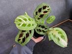 maranta leuconeura variegata nr 5, Enlèvement