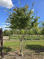 Parrotia Persica , Solitair/meestammig 250/300, Tuin en Terras, Planten | Struiken en Hagen, Ophalen, Struik, 250 cm of meer