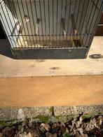 Parkiet kooi, Dieren en Toebehoren, Meerdere dieren, Wildzangvogel, Geringd