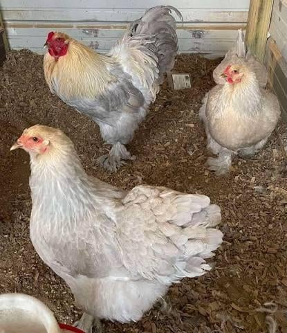 Brahma isabel trio, Dieren en Toebehoren, Pluimvee