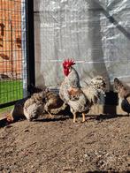 Broedeieren cream legbar., Dieren en Toebehoren, Pluimvee