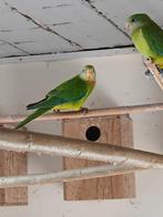 Barraband parkiet 2025, Dieren en Toebehoren, Vogels | Parkieten en Papegaaien, Geslacht onbekend, Parkiet, Geringd