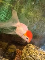 Red Cap Oranda, Dieren en Toebehoren