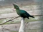Livingstone toerako, Dieren en Toebehoren, Vogels | Overige Vogels, Meerdere dieren, Tropenvogel, Geringd