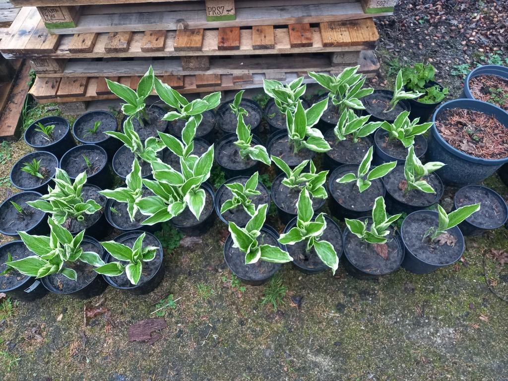 Hosta plant € 3 per stuk of 10 voor € 25., Tuin en Terras, Ophalen