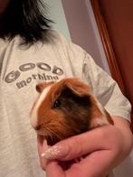 2 gratis beertjes, Animaux & Accessoires, Novembre, Mâle, Cobaye