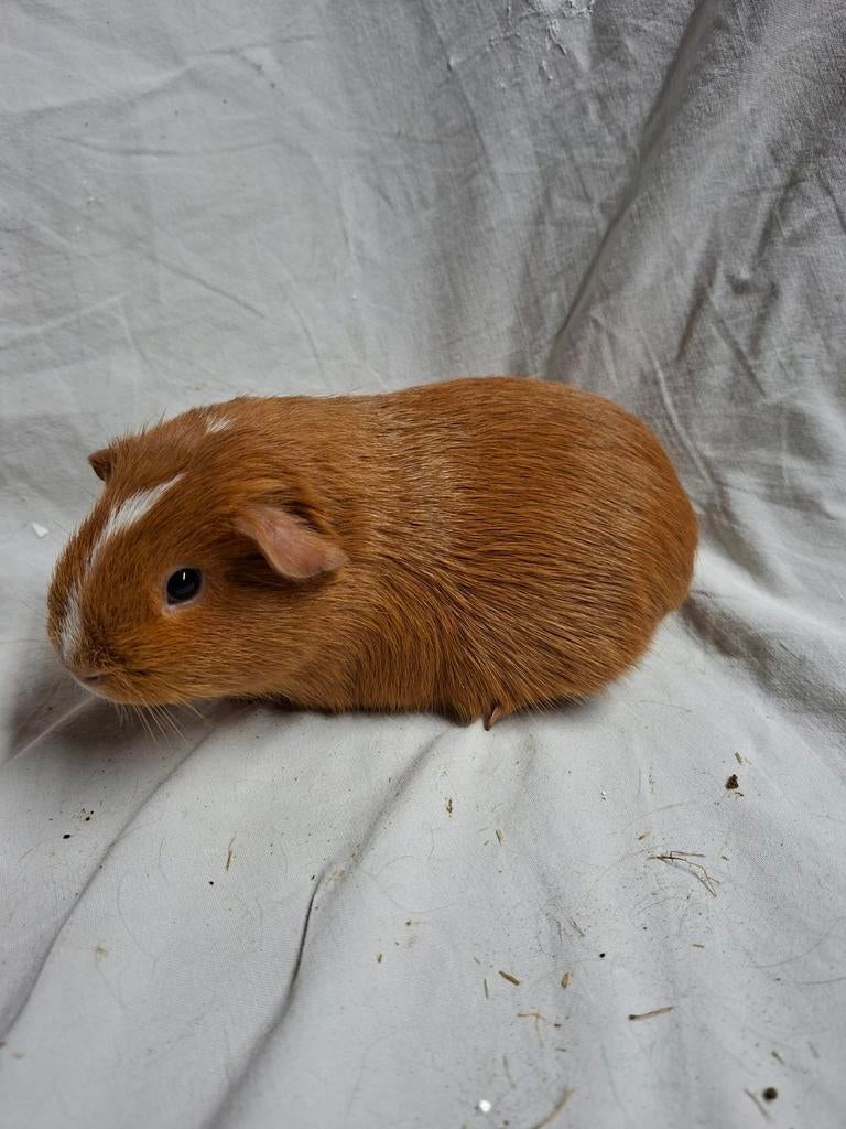 Buff wit cavia zeugje 1, Dieren en Toebehoren, Knaagdieren, Januari, Vrouwelijk, Cavia