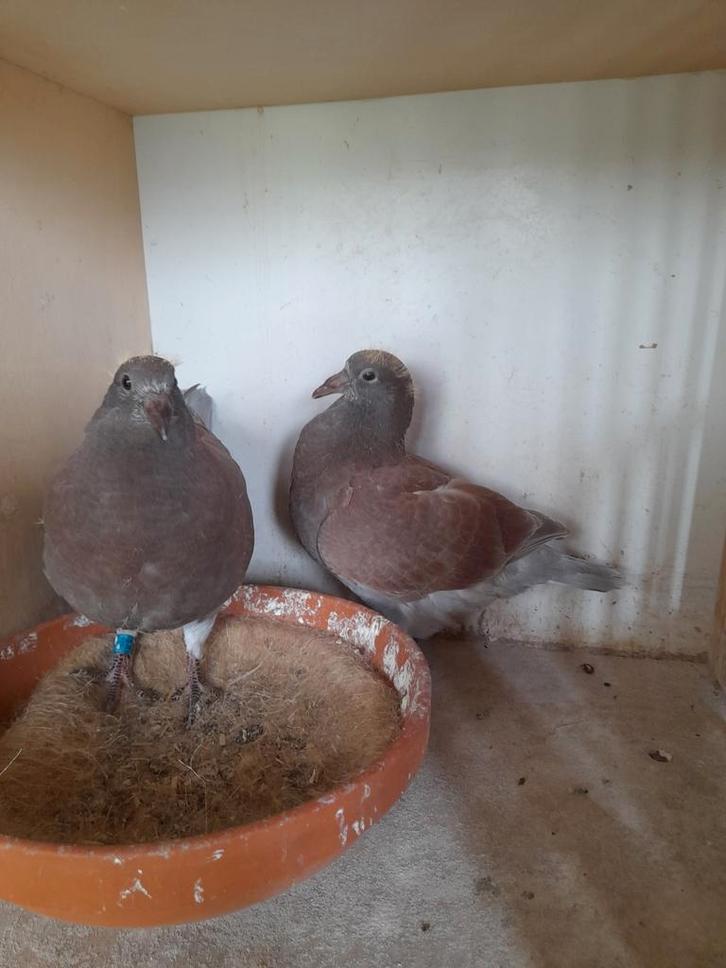 Sportduiven, Dieren en Toebehoren, Vogels | Duiven