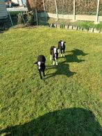 schaap lammeren, Plusieurs animaux, Mouton, 0 à 2 ans