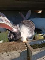 Uitverkoop duitse reuzen rammen!!!!, Dieren en Toebehoren, Konijnen