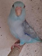 Forpus man 2019, Dieren en Toebehoren, Geringd