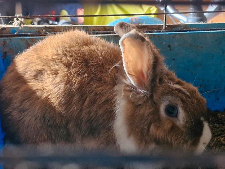 Konijnen, Animaux & Accessoires, Lapins, Oreilles tombantes