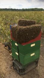 Bijenvolken, Dieren en Toebehoren
