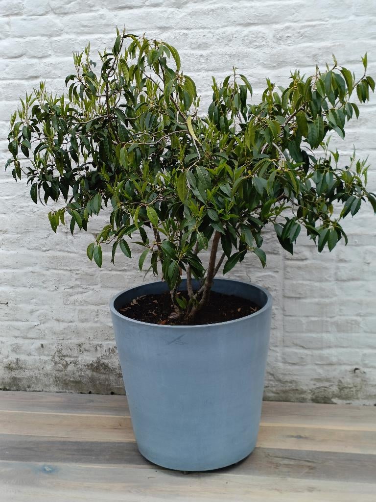 Prunus lusitanica in pot, Halfschaduw, Overige soorten, Lente, Ophalen