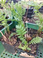 Boerenwormkruid - p9, Ophalen