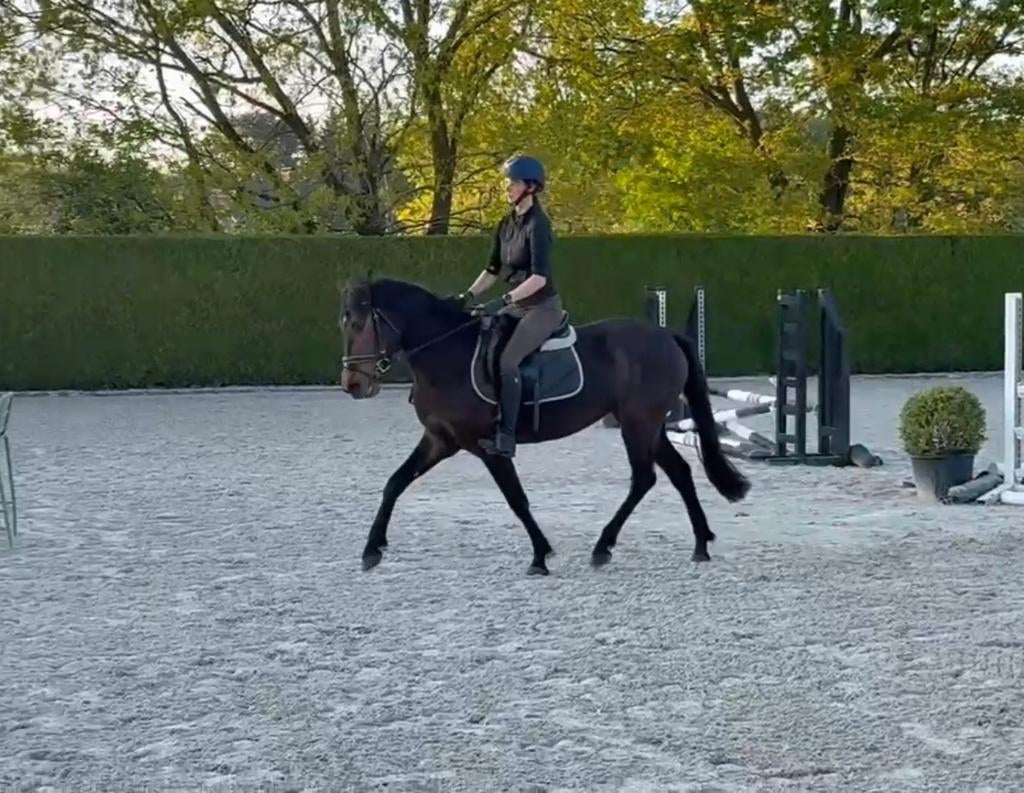 Leuke D pony merrie te koop, Animaux & Accessoires, Poneys, Jument, Débourré, Poney D (1.37 m à 1.48m), 3 à 6 ans, Avec puce électronique