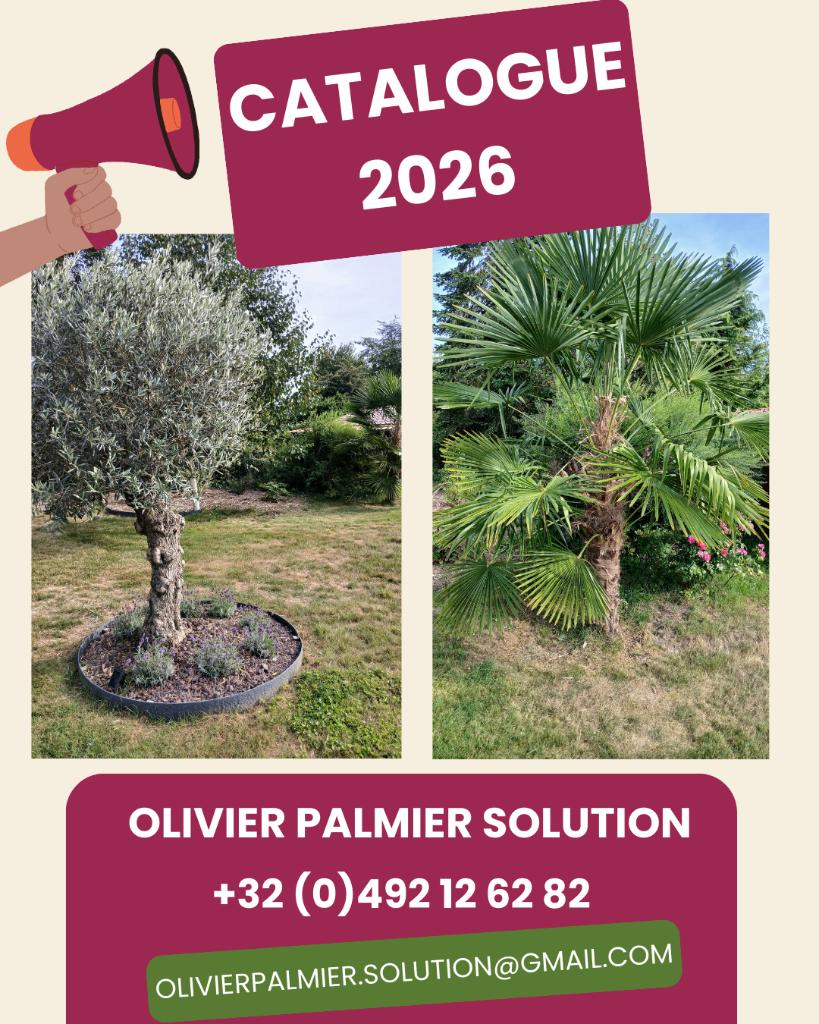 olivier et palmier, Jardin & Terrasse, Enlèvement, Printemps