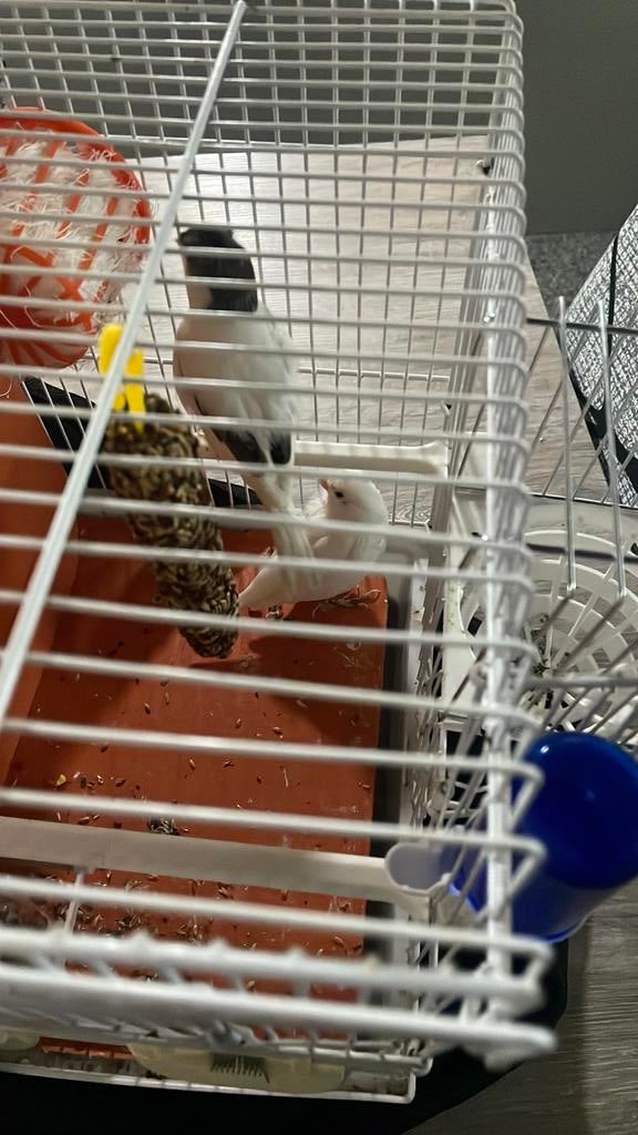 Couple canari blanc, Dieren en Toebehoren, Vogels | Kanaries, Meerdere dieren, Kleurkanarie