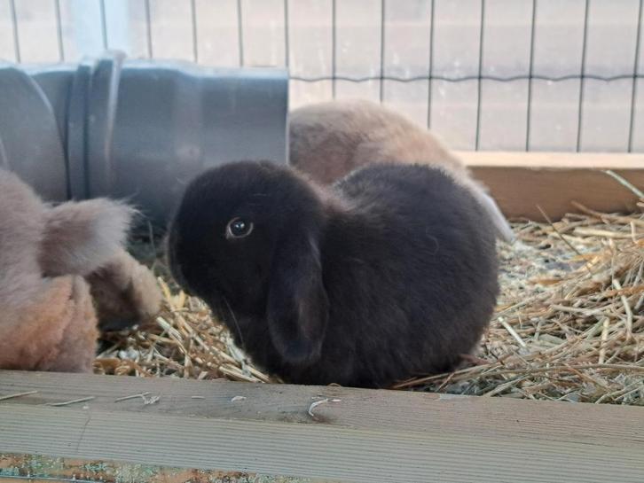 Nederlandse hangoordwerg voedster, Dieren en Toebehoren, Konijnen