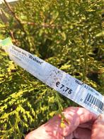 Groenblijvende omheiningshaag Levensboom Thuja occ Brabant, Ophalen