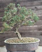 Bonsai, Juniperus, Jardin & Terrasse, Enlèvement ou Envoi