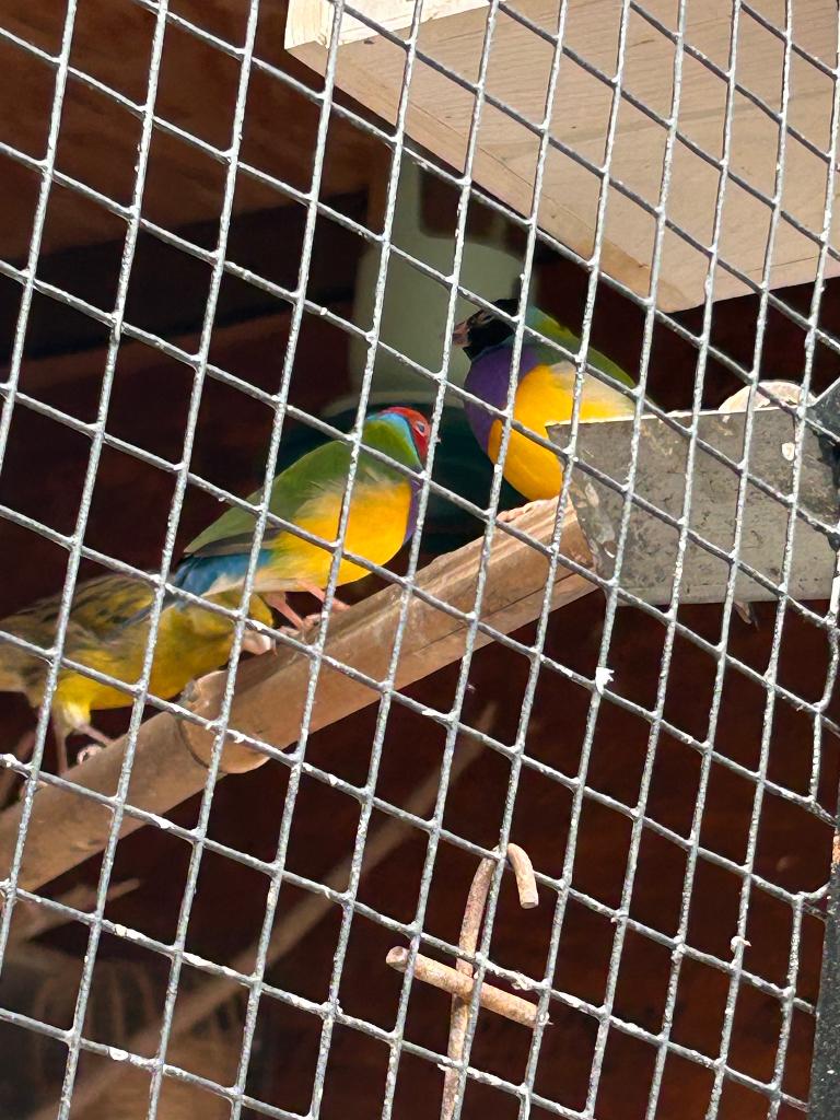 2 mannen gouldmandines, Dieren en Toebehoren, Mannelijk