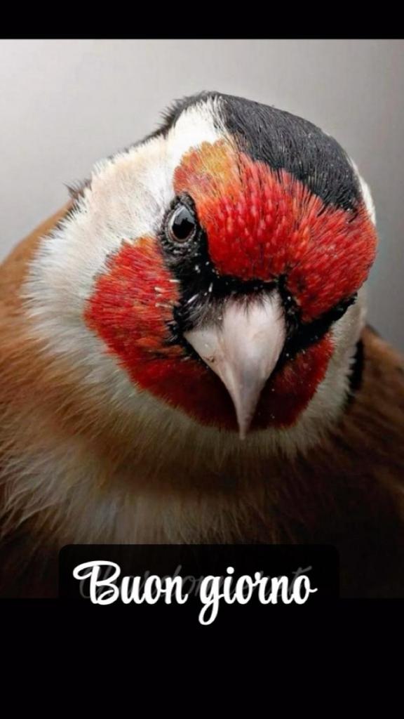 Cherche chardonnerets élégants ou parva, Animaux & Accessoires, Enlèvement, Comme neuf