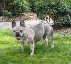 Merle Franse bulldog teefje, Dieren en Toebehoren, Honden | Bulldogs, Pinschers en Molossers, België, CDV (hondenziekte), Teef