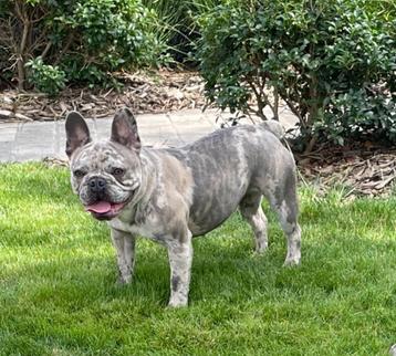 Merle Franse bulldog teefje beschikbaar voor biedingen