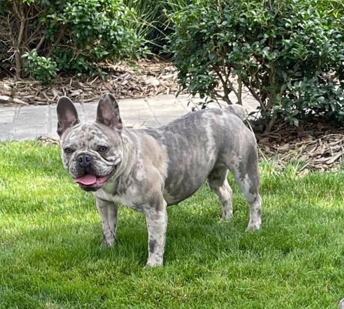 Merle Franse bulldog teefje, Dieren en Toebehoren, Honden | Bulldogs, Pinschers en Molossers, Teef, Bulldog, Fokker | Professioneel