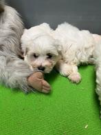 Maltezer pups, Parvovirose, Chienne, Belgique, Bichon maltais
