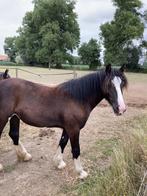 prachtige Irish Cob merrie, Dieren en Toebehoren, Paarden, Onbeleerd, Gechipt, Merrie, 0 tot 2 jaar