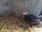Red island red, Dieren en Toebehoren, Pluimvee