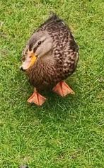 wilde eend hen vrouwtje 2025, Vrouwelijk, Eend