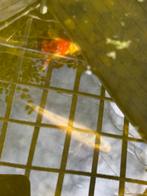 2 koi’s, Karper of Koi