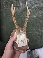 Reebok trofee antiek 1920. Jacht wild landelijk, Enlèvement ou Envoi