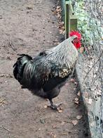 Deels mech.koekoek, Dieren en Toebehoren, Pluimvee, Mannelijk, Kip