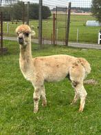Prachtige alpaca dekhengst klein ras fawn kleur, Dieren en Toebehoren, Overige Dieren, Mei, Mannelijk