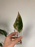 Philodendron strawberry shake stek, Ophalen
