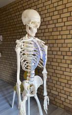 Squelette anatomie, Enlèvement, Utilisé