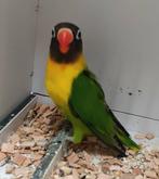 Personata MAN (DNA attest) - nog 2 stuks, Mannelijk, Dwergpapegaai of Agapornis, Geringd