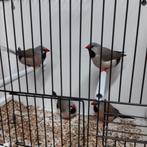 Spitsstaartamadines, Dieren en Toebehoren