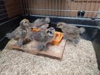 Laatste 2 zijdehoender kuikens., Dieren en Toebehoren, Geslacht onbekend, Kip