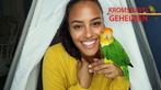 Papegaai beter begrijpen? Kromsnavel Geheimen, Dieren en Toebehoren, Vogels | Parkieten en Papegaaien, Papegaai, Pratend